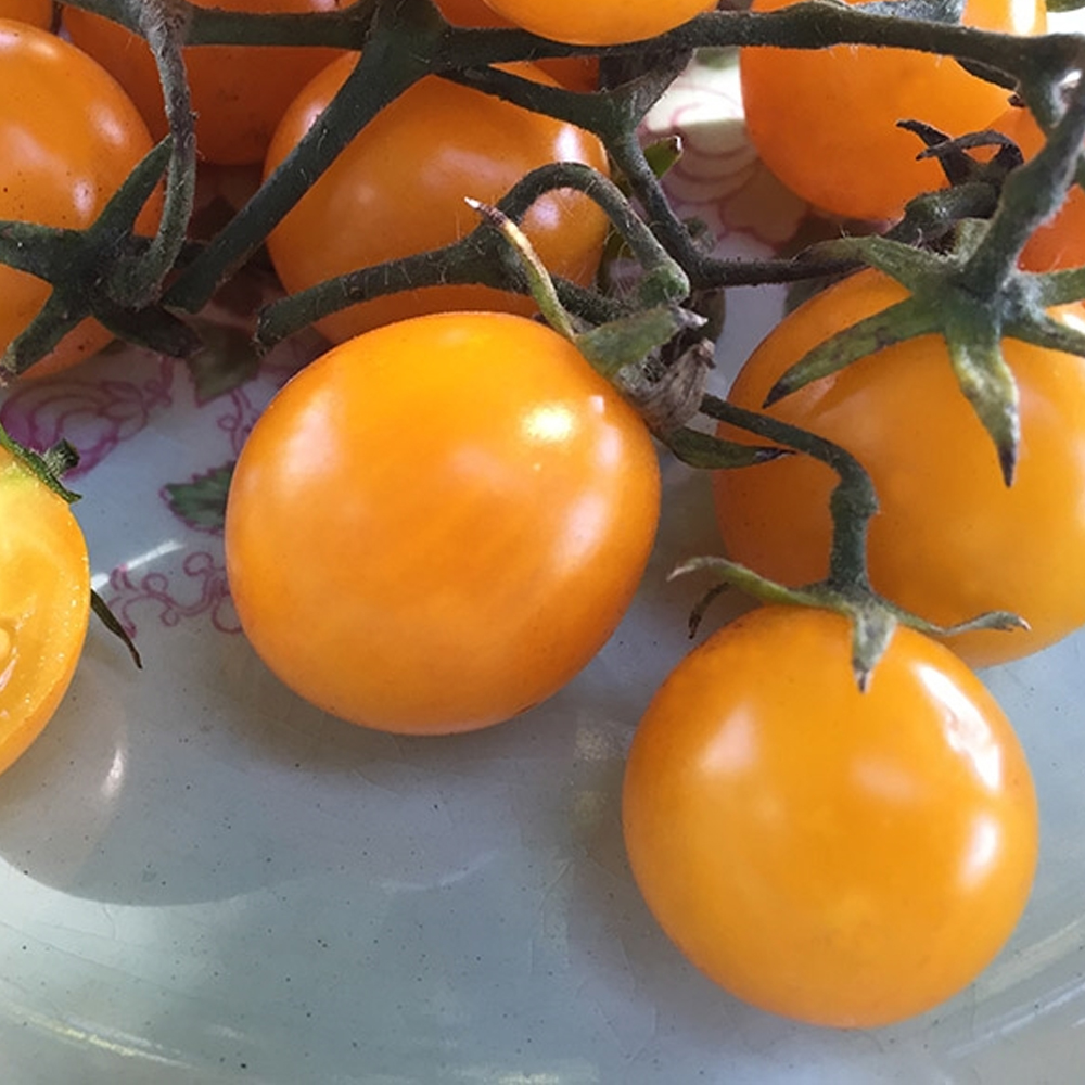 Tomato – Cherry – Gold Nugget Determinate (16-18 Seeds)