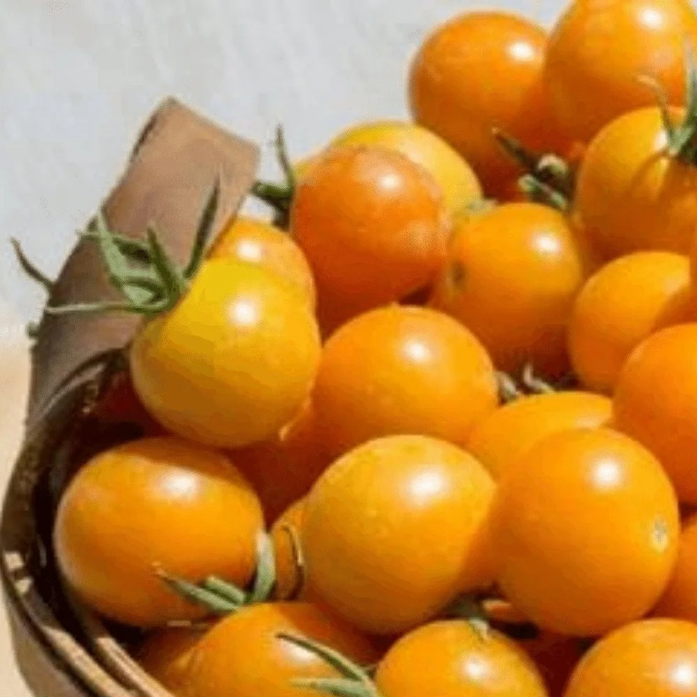 Tomato – Cherry – Gold Nugget Determinate (16-18 Seeds)