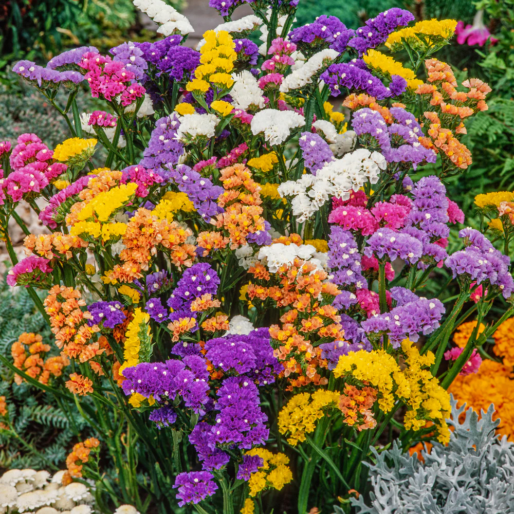 Statice Seeds – Pacific Mix