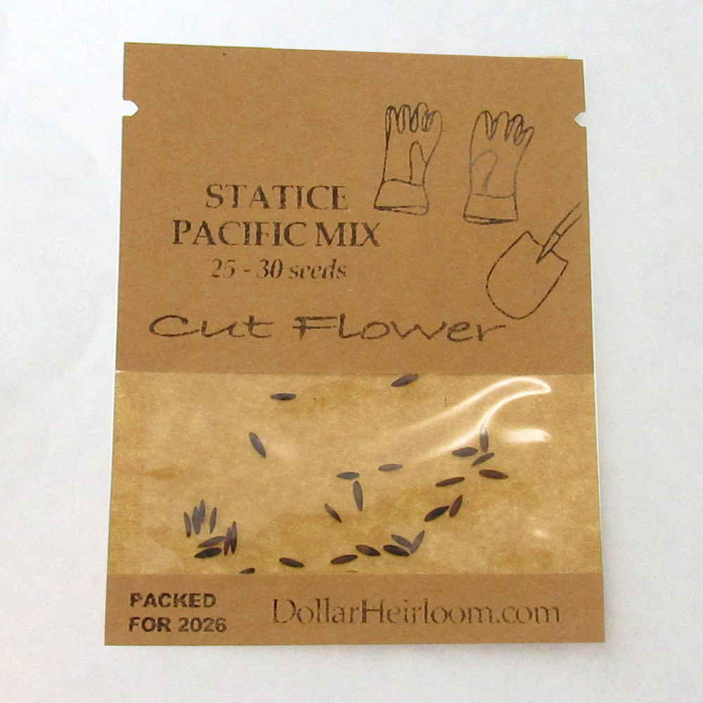 Statice Seeds – Pacific Mix