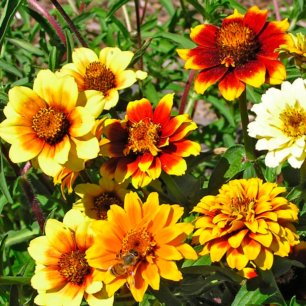 Zinnia – Persian Carpet Mix (30-40 Seeds)
