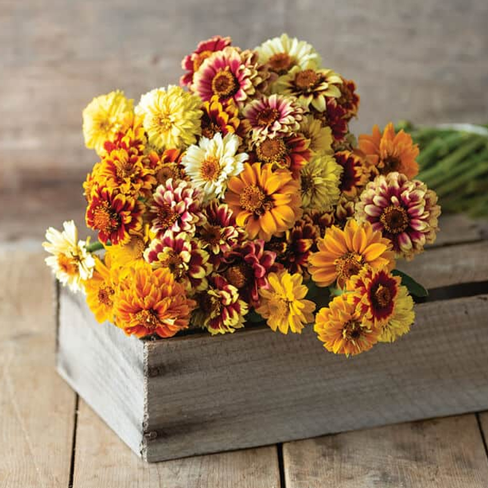 Zinnia - Persian Carpet Mix (30-40 Seeds)